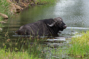 Buffle d'Afrique, Syncerus caffer, Parc national Kruger, Afrique du Sud