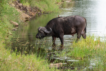 Fototapeta premium Buffle d'Afrique, Syncerus caffer, Parc national Kruger, Afrique du Sud
