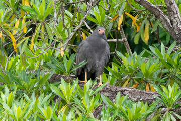 Gymnogène d'Afrique,.Polyboroides typus,  African Harrier Hawk, Afrique du Sud