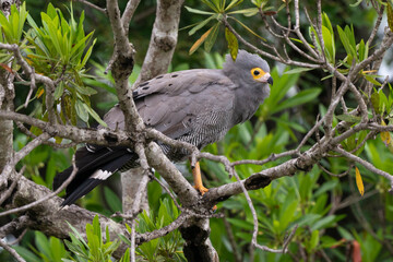 Gymnogène d'Afrique,.Polyboroides typus,  African Harrier Hawk, Afrique du Sud