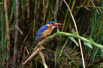 Martin pêcheur huppé,.Corythornis cristatus , Malachite Kingfisher