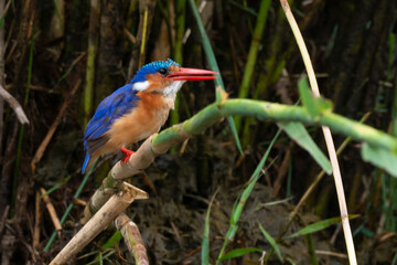 Martin pêcheur huppé,.Corythornis cristatus , Malachite Kingfisher