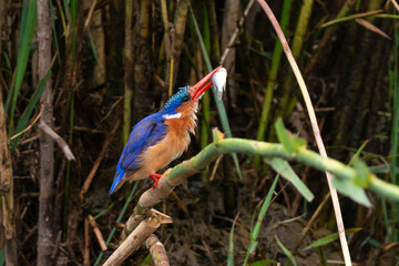 Martin pêcheur huppé,.Corythornis cristatus , Malachite Kingfisher