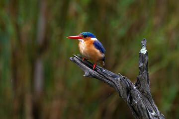 Martin pêcheur huppé,.Corythornis cristatus , Malachite Kingfisher