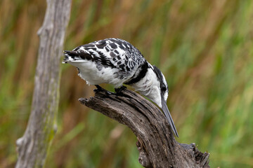 Martin pêcheur pie,.Ceryle rudis, Pied Kingfisher