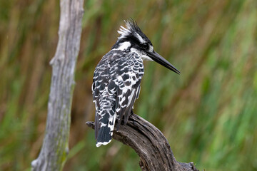 Martin pêcheur pie,.Ceryle rudis, Pied Kingfisher