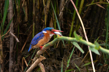 Martin pêcheur huppé,.Corythornis cristatus , Malachite Kingfisher