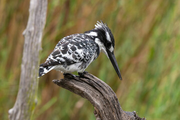 Martin pêcheur pie,.Ceryle rudis, Pied Kingfisher