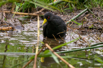 Râle à bec jaune,.Amaurornis flavirostra, Black Crake