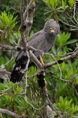 Gymnogène d'Afrique,.Polyboroides typus,  African Harrier Hawk, Afrique du Sud