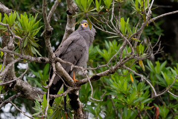 Gymnogène d'Afrique,.Polyboroides typus,  African Harrier Hawk, Afrique du Sud