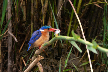 Martin pêcheur huppé,.Corythornis cristatus , Malachite Kingfisher