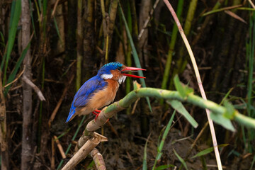Martin pêcheur huppé,.Corythornis cristatus , Malachite Kingfisher