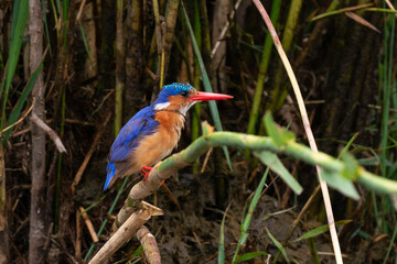 Martin pêcheur huppé,.Corythornis cristatus , Malachite Kingfisher