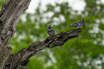 Martin pêcheur pie,.Ceryle rudis, Pied Kingfisher