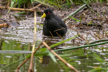 Râle à bec jaune,.Amaurornis flavirostra, Black Crake
