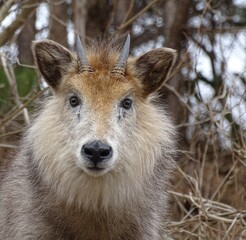 ニホンカモシカ