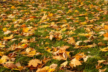 Autumn fallen leaves on a green lawn on a sunny clear day. Autumn.