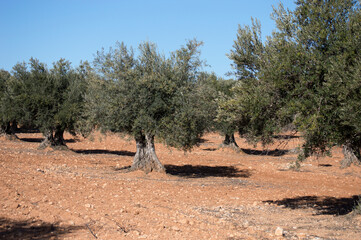 Olivos españoles en olivar mediterráneo