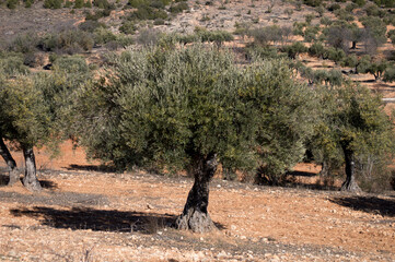 Olivos españoles en olivar mediterráneo