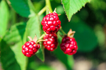 unripe blackberries on a branch in the garden - obrazy, fototapety, plakaty