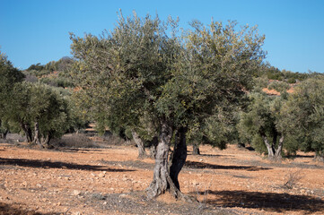 Olivos españoles en olivar mediterráneo