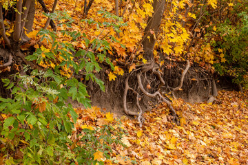 Sandy escarpment by the road under autumn yellow leaves. Day.