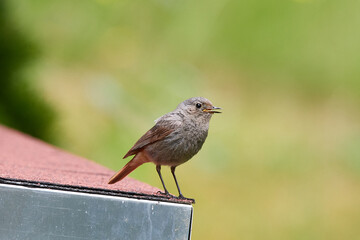 Hausrotschwanz Weibchen (Phoenicurus ochruros)