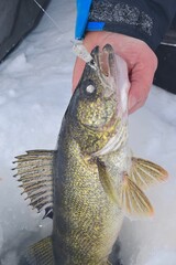 A walleye caught while ice fishing on a spoon 