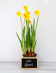 Hello March greeting card with yellow  narcissus first spring flowers in a flowerpot on a white stone wall background.Springtime concept.