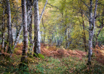 Woodland Around Divach Falls, Scottish Highlands