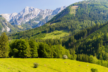 Fototapeta na wymiar National Park Kalkalpen in Austria