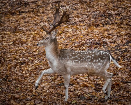 Gamo, Gamela, Dama Dama
