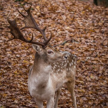 Gamo, fallow deer, dama dama