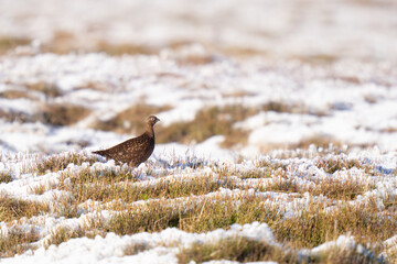 red grouse in the snow 