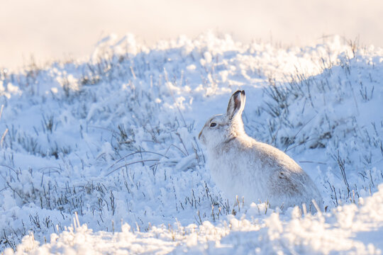 mountain hare in the snow