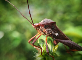 Coreidae is a large family of predominantly sap-sucking insects in the Hemipteran suborder Heteroptera.