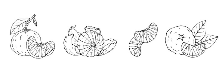 Linear sketch of citrus fruit tangerine.vector graphic.	