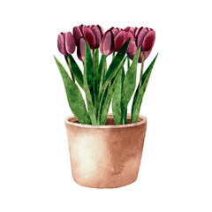 Watercolor hand painted dark purple Tulips in a clay pot. Spring flowers illustration isolated on white background.