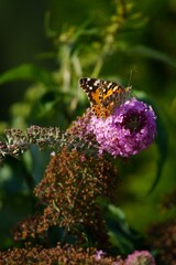 Flowering butterfly bush Buddleja davidii, butterfly pasture purple color. Butterfly Vanessa cardui...