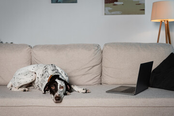 Dalmatian dog lying near laptop on couch at home.