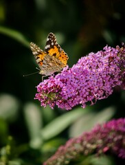 Flowering butterfly bush Buddleja davidii, butterfly pasture purple color. Butterfly Vanessa cardui sucking nectar on a bush.