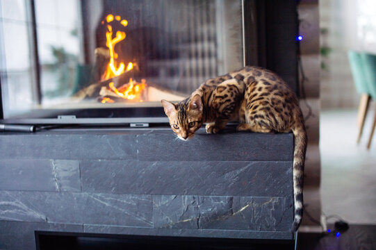 A Bengal cat lies near the fireplace and looks down attentively