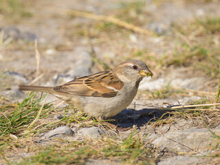 A female House Sparrow looking for food