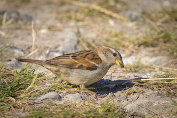 A female House Sparrow looking for food