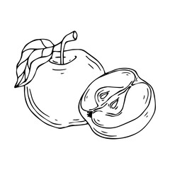 Linear sketches of apples and pieces of fruit.Vector graphics.	