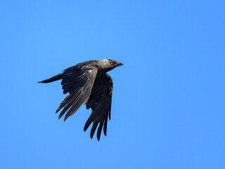 A Western Jackdaw in flight blue sky