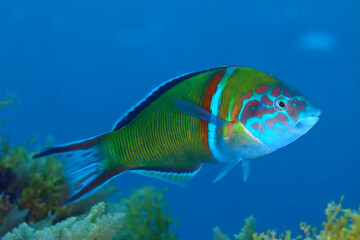 Fototapeta premium Pez Pejeverde nadando 