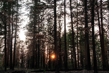 Orange Sun Through Thick Forest Trees in Oregon
