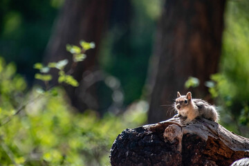 Chipmunk on a Log in a Forest in Oregon